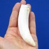 4-3/4 inches Huge Florida Alligator Tooth for Sale - Buy this on for <font color=red> $44.99</font> (Plus $6.50 First Class Mail)