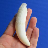 4 inches Extra Large Florida Alligator Tooth  <font color=red> $34.99</font> (Plus $7.50 First Class Mail)