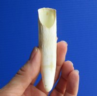 4 inches Extra Large Florida Alligator Tooth  <font color=red> $34.99</font> (Plus $7.50 First Class Mail)