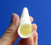4 inches Extra Large Florida Alligator Tooth  <font color=red> $34.99</font> (Plus $7.50 First Class Mail)