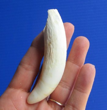 4 inches Extra Large Florida Alligator Tooth  <font color=red> $34.99</font> (Plus $7.50 First Class Mail)