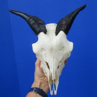Good Quality Indian Goat Skull for Sale with 6 inches Polished Horns - Buy this one for $79.99