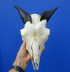 Indian Goat Skull with 5-1/2 inches Polished Horns for Sale  - Buy this one for $79.99