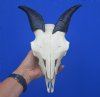 Indian Goat Skull for Sale with 5-5/8 inches Polished Horns  <font color=red> Good Quality</font> - Buy this one for $79.99