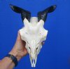 Real Indian Goat Skull with 6-3/4 and 7-3/4 inches Polished Horns <font color=red> Good Quality</font> - Buy this one for $79.99