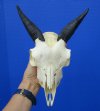 Real Indian Goat Skull with 5 inches Polished Horns for Sale <font color=red> Good quality</font> - Buy this one for $79.99