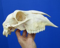 9-1/8 inches Real Indian Domesticated Sheep Skull for Sale <font color=red> Good Quality</font> - Buy this one for $74.99 