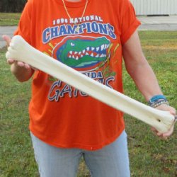 24 inches Real Giraffe Metatarsal Leg Bone for $119.99
