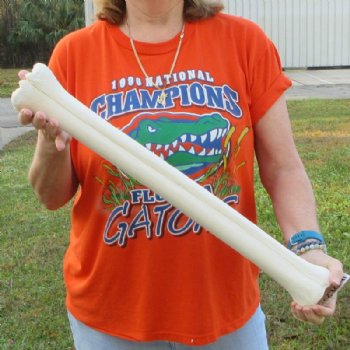 24 inches Real Giraffe Metatarsal Leg Bone for $119.99