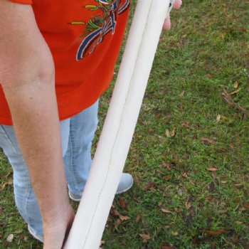 24 inches Real Giraffe Metatarsal Leg Bone for $119.99