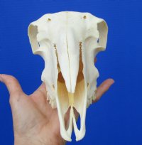 9 inches <font color=red> Good Quality</font> Real Domesticated Sheep Skull for Sale  - Buy this one for $74.99