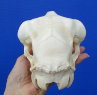 9 inches <font color=red> Good Quality</font> Real Domesticated Sheep Skull for Sale  - Buy this one for $74.99