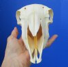 8-7/8 inches Real Domesticated Sheep Skull for Sale <font color=red> Good Quality</font> - Buy this one for $74.99