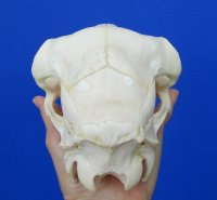 8-7/8 inches Real Domesticated Sheep Skull for Sale <font color=red> Good Quality</font> - Buy this one for $74.99