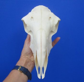 9-1/2 inches Authentic Indian Domesticated Sheep Skull for Sale <font color=red> Good Quality</font> - Buy this one for $74.99