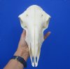 9-1/2 inches Authentic Indian Domesticated Sheep Skull for Sale <font color=red> Good Quality</font> - Buy this one for $74.99