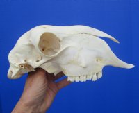 9-1/2 inches Authentic Indian Domesticated Sheep Skull for Sale <font color=red> Good Quality</font> - Buy this one for $74.99