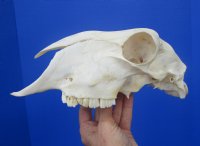 9-1/2 inches Authentic Indian Domesticated Sheep Skull for Sale <font color=red> Good Quality</font> - Buy this one for $74.99