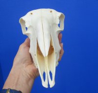 9-1/2 inches Authentic Indian Domesticated Sheep Skull for Sale <font color=red> Good Quality</font> - Buy this one for $74.99