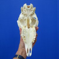 9-1/2 inches Authentic Indian Domesticated Sheep Skull for Sale <font color=red> Good Quality</font> - Buy this one for $74.99