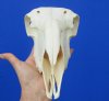 9-1/4 inches <font color=red> Good Quality</font> Genuine Indian Domesticated Sheep Skull for Sale - Buy this on for $74.99