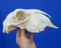 9-1/4 inches <font color=red> Good Quality</font> Genuine Indian Domesticated Sheep Skull for Sale - Buy this on for $74.99