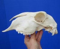 9-1/4 inches <font color=red> Good Quality</font> Genuine Indian Domesticated Sheep Skull for Sale - Buy this on for $74.99