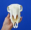 9-1/4 inches Real Domesticated Sheep Skull for Sale <font color=red> Good Quality</font> - Buy this one for $74.99
