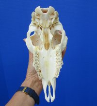 9-1/4 inches Real Domesticated Sheep Skull for Sale <font color=red> Good Quality</font> - Buy this one for $74.99