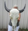 Extra Large Asian Water Buffalo Skull with 14-5/8 and 15 inches Horns (Some repair putty on the skull) - Buy this one for $99.99