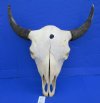 Wholesale North American Bison Skulls, Buffalo Skull and Horns 23 to 27 inches Horn Spread - $135.00 (You will receive one that looks <font color=red> Similar </font> to those pictured)