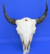 25-1/2  inches wide Large American Buffalo Skull, Bison Skull for Sale  (crack in back of skull) - Buy this one for $134.99