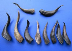 10 Buffed Real Goat Horns 9 to 13-1/2 inches Imported from India - Buy these horns for $6.00 each