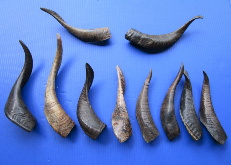 10 Buffed Real Goat Horns 9 to 131/2 inches Imported from India
