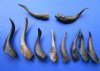 10 Buffed Real Goat Horns 9 to 13-1/2 inches Imported from India - Buy these horns for $6.00 each