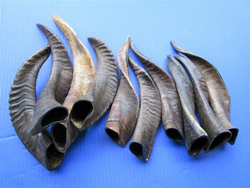 10 Buffed Real Goat Horns 9 to 131/2 inches Imported from India