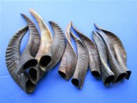 10 Buffed Real Goat Horns 9 to 13-1/2 inches Imported from India - Buy these horns for $6.00 each