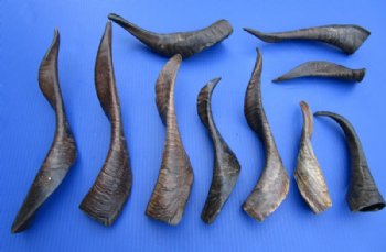 10 Buffed Goat Horns for Sale 7-1/2 to 16 inches Imported from India - Buy these 10 for $6.00 each