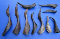 10 Buffed Goat Horns for Sale 7-1/2 to 16 inches Imported from India - Buy these 10 for $6.00 each