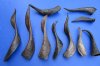 10 Buffed Goat Horns for Sale 7-1/2 to 16 inches Imported from India - Buy these 10 for $6.00 each