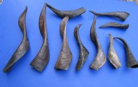 10 Buffed Goat Horns for Sale 7-1/2 to 16 inches Imported from India - Buy these 10 for $6.00 each