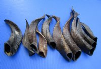 10 Buffed Goat Horns for Sale 7-1/2 to 16 inches Imported from India - Buy these 10 for $6.00 each