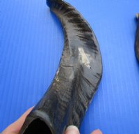 10 Buffed Goat Horns for Sale 7-1/2 to 16 inches Imported from India - Buy these 10 for $6.00 each