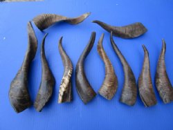 10 Buffed Indian Goat Horns 9 to 16 inches with a light shine - Buy the 10 pictured for $6.00 each