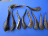10 Buffed Indian Goat Horns 9 to 16 inches with a light shine - Buy the 10 pictured for $6.00 each