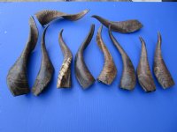 10 Buffed Indian Goat Horns 9 to 16 inches with a light shine - Buy the 10 pictured for $6.00 each