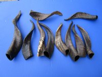 6 to 12 inches Semi-Polished Indian Goat Horns <font color=red> Wholesale</font> - 20 @ $4.50 each; 40 @ $3.75 each