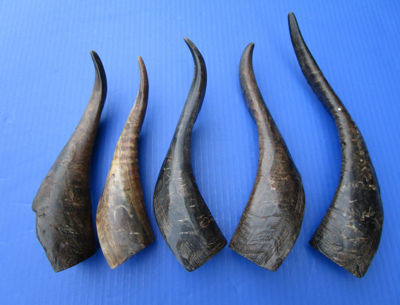 five Buffed Indian Goat Horns for Sale 83/4 to 111/4 inches