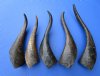 Five Buffed Indian Goat Horns for Sale 8-3/4 to 11-1/4 inches - Buy these horns for $7.00 each
