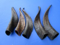 Five Buffed Indian Goat Horns for Sale 8-3/4 to 11-1/4 inches - Buy these horns for $7.00 each